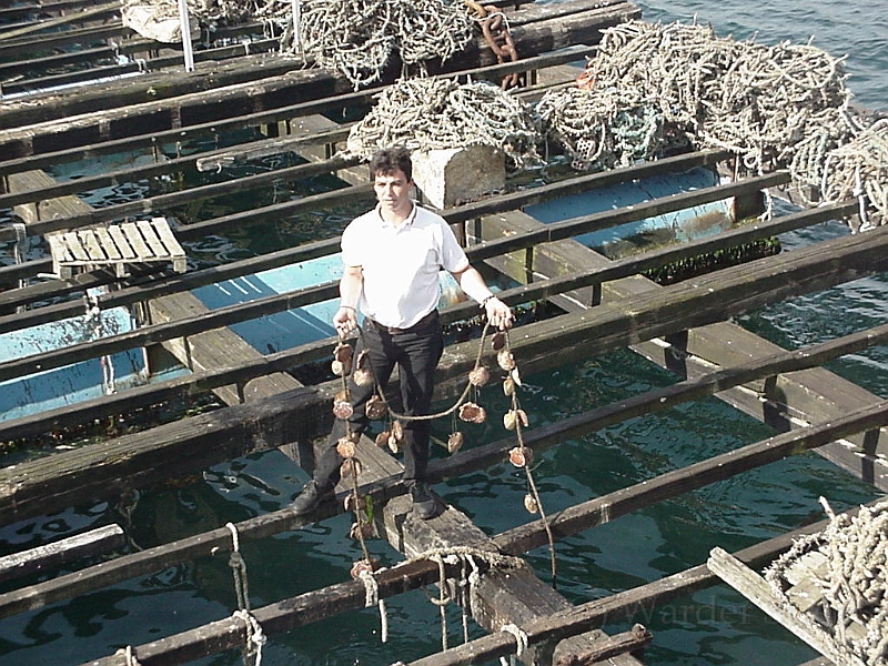 Man Catching Oysters In Galicia.jpg